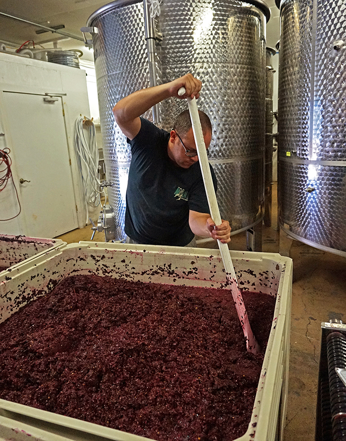 Brad stirs the grapes